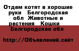 Отдам котят в хорошие руки - Белгородская обл. Животные и растения » Кошки   . Белгородская обл.